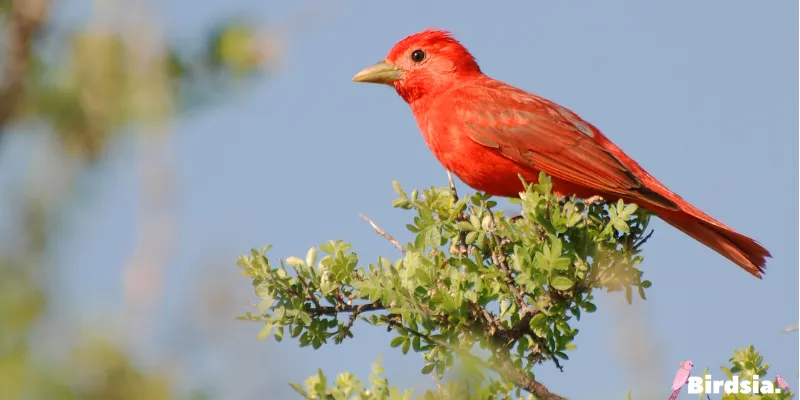 summer tanager bird
