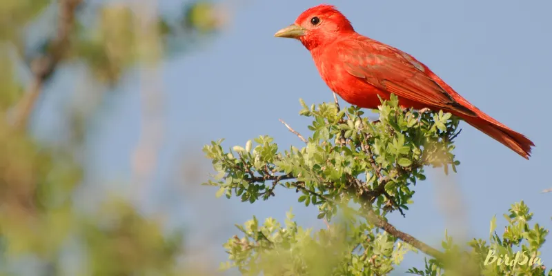 summer tanager bird
