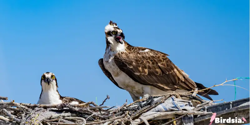 the osprey hawk bird
