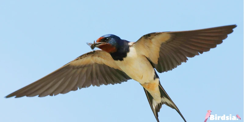 the significance of encountering a swallow bird
