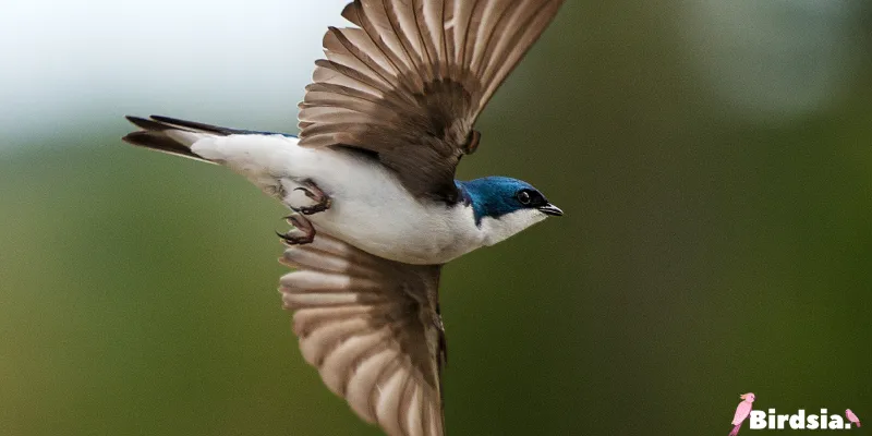 the spiritual meanings of swallow birds
