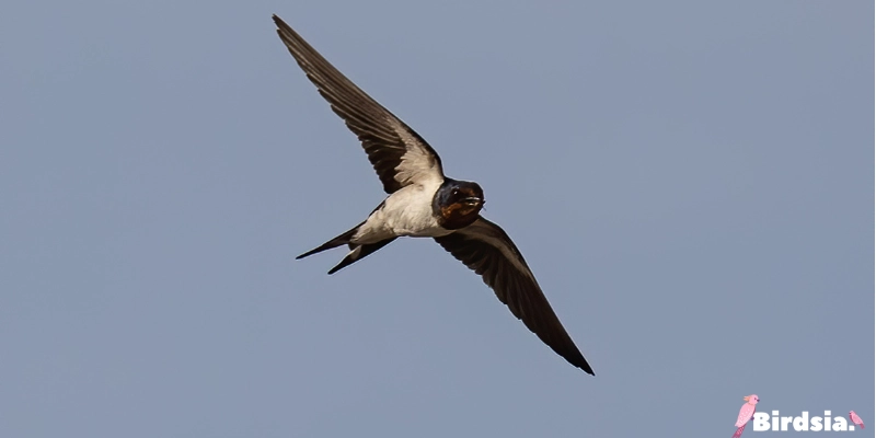 the symbolism of swallow birds 