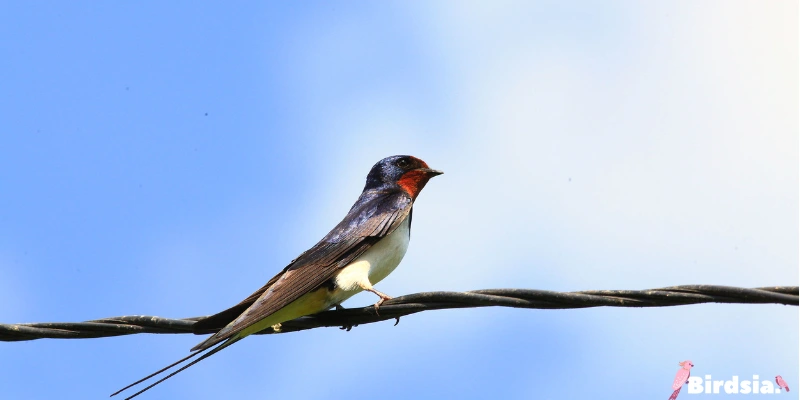 swallow birds
