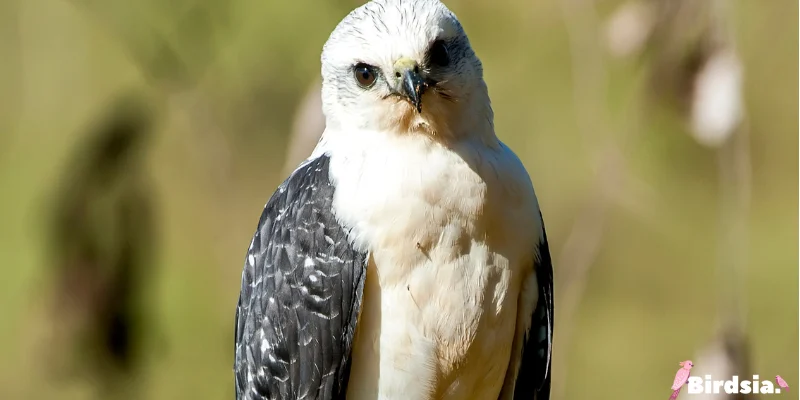 the white-necked hawk bird