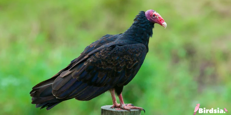 turkey vulture
bird