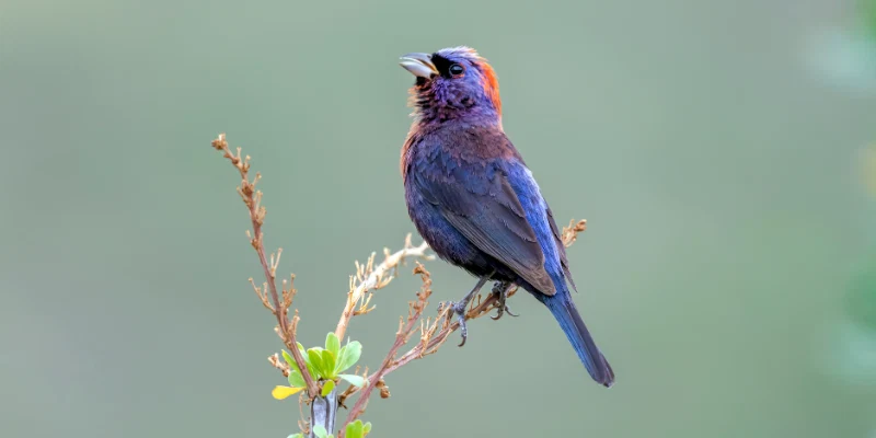  varied bunting bird