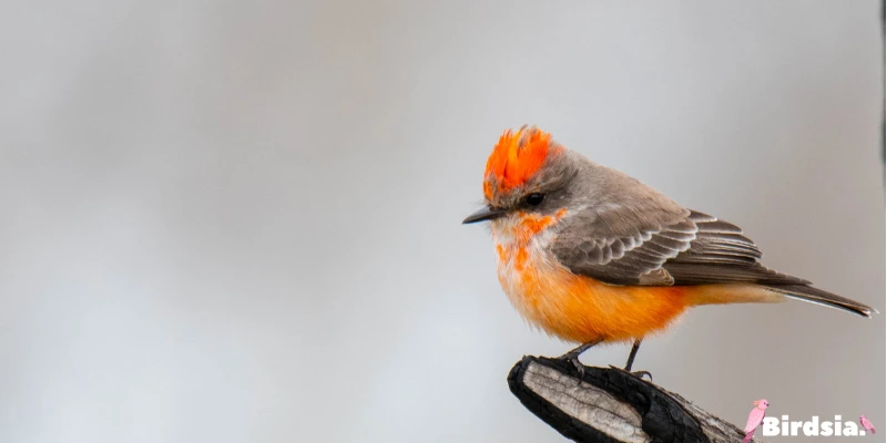 vermilion flycatcher bird