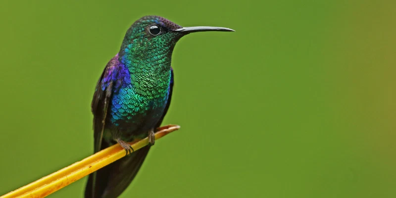 violet crowned woodnymph bird