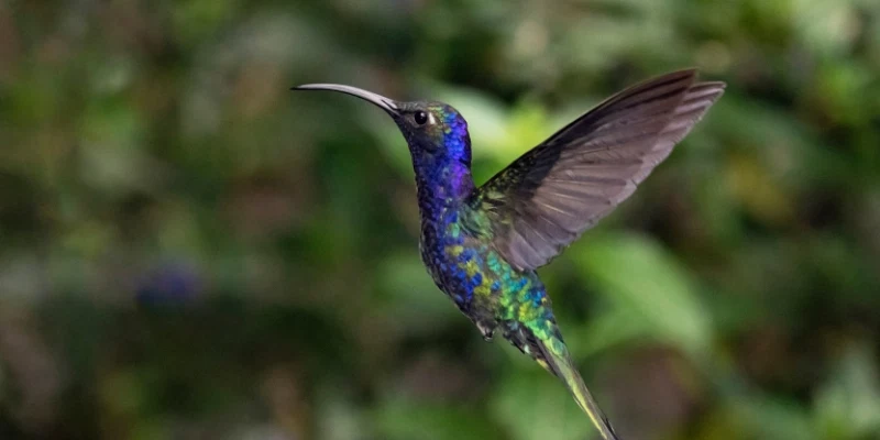 violet sabrewing bird