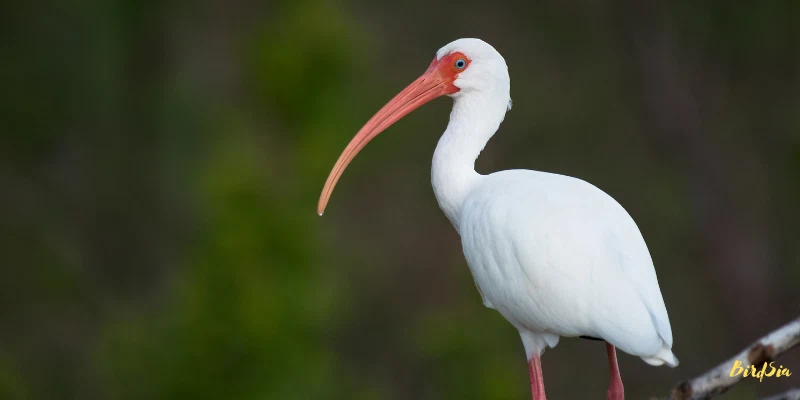 white-ibis bird