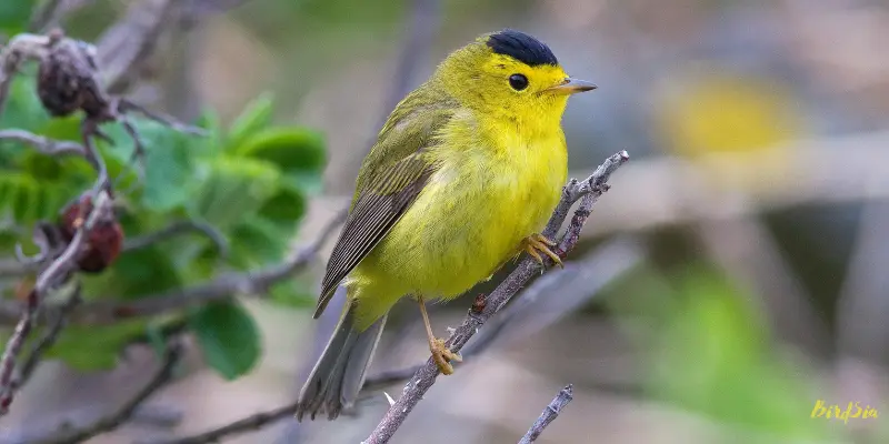  wilson warbler bird