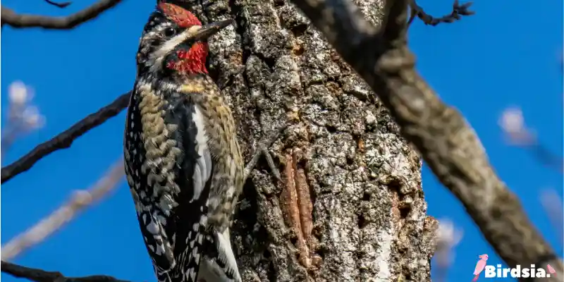 yellow-bellied sapsucker bird
