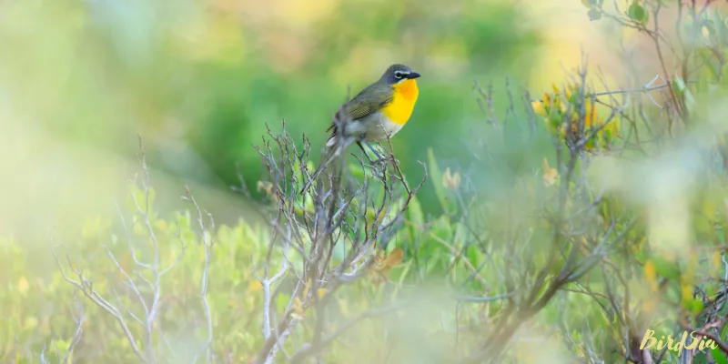 yellow breasted chat bird