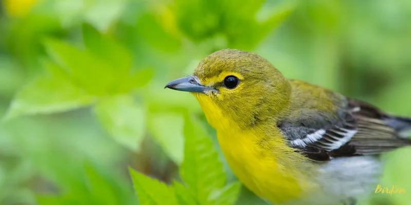 yellow throated vireo bird
