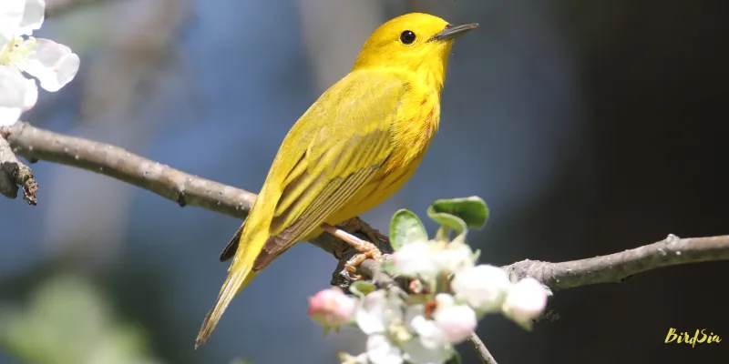 yellow warbler bird